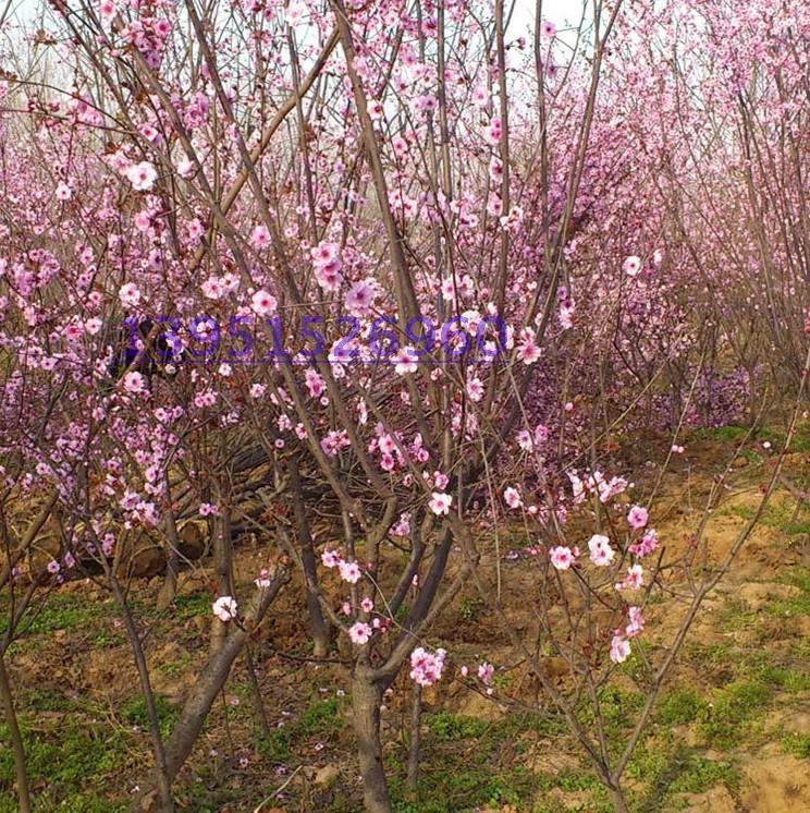 庭院绿化绿篱观赏型花卉 美人梅树苗 榆叶梅 珍珠梅 品种规格齐全