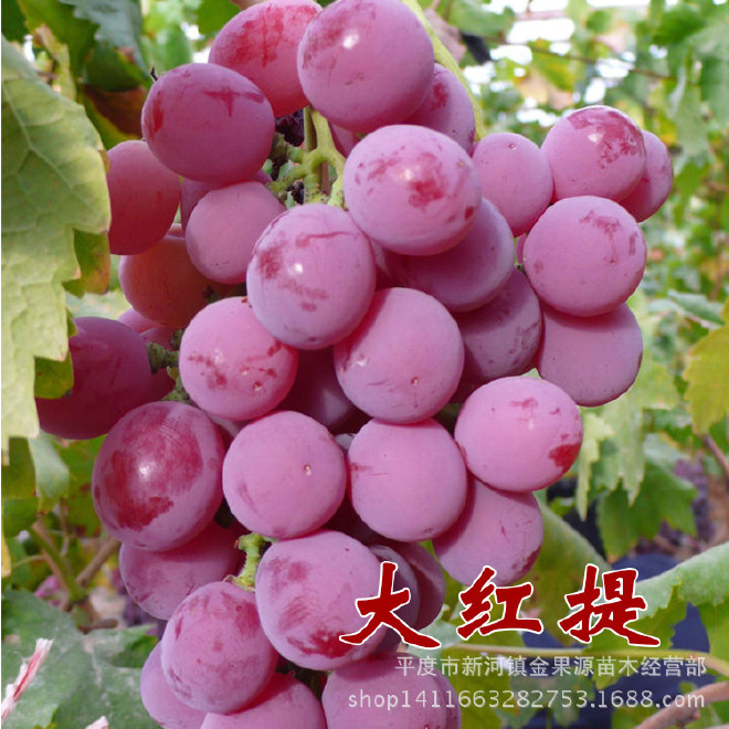 农业种植致富项目 红提葡萄苗 美国提子苗 葡萄