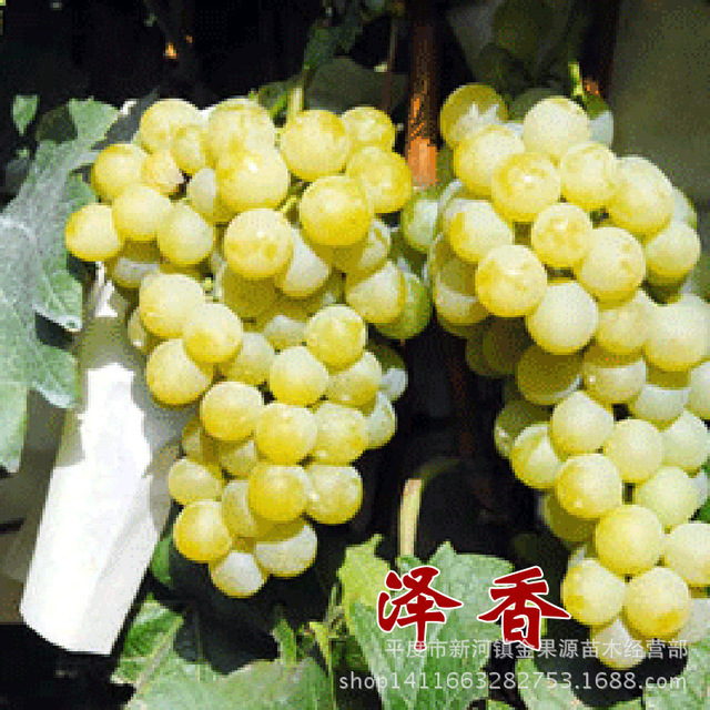 农业种植致富项目 红提葡萄苗 美国提子苗 葡萄