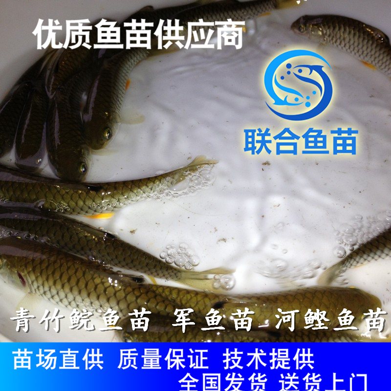 广东淡水鱼苗批发龙岩河娟鱼苗 青竹鲩鱼苗 良种供应-光倒刺鲅鱼苗