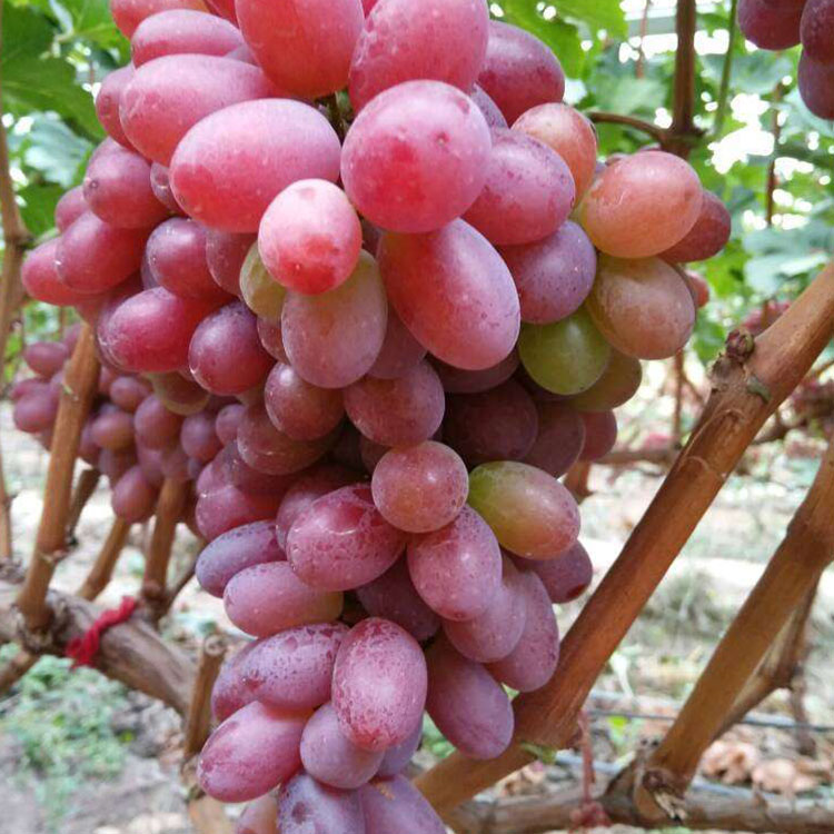 克伦生味美色艳的葡萄品种