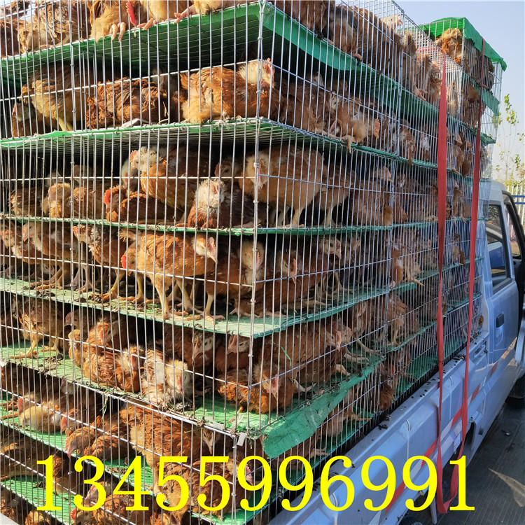 纯种大红公鸡苗，龙翔养殖出售九斤红鸡苗 红玉380鸡苗 脱温红玉鸡苗示例图25