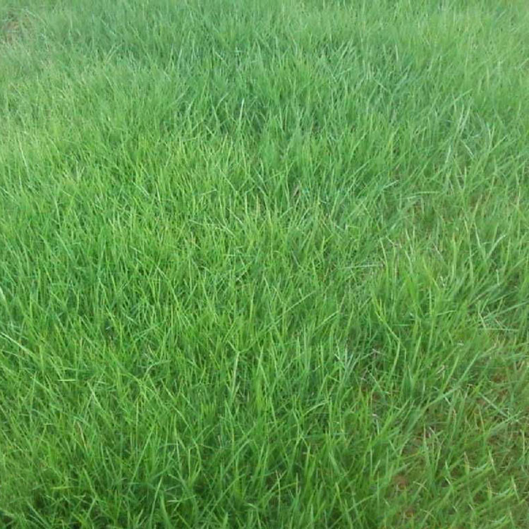 紫羊茅种子批发 工程绿化草坪种子 护坡地被 耐践踏 优质紫羊茅示例图4