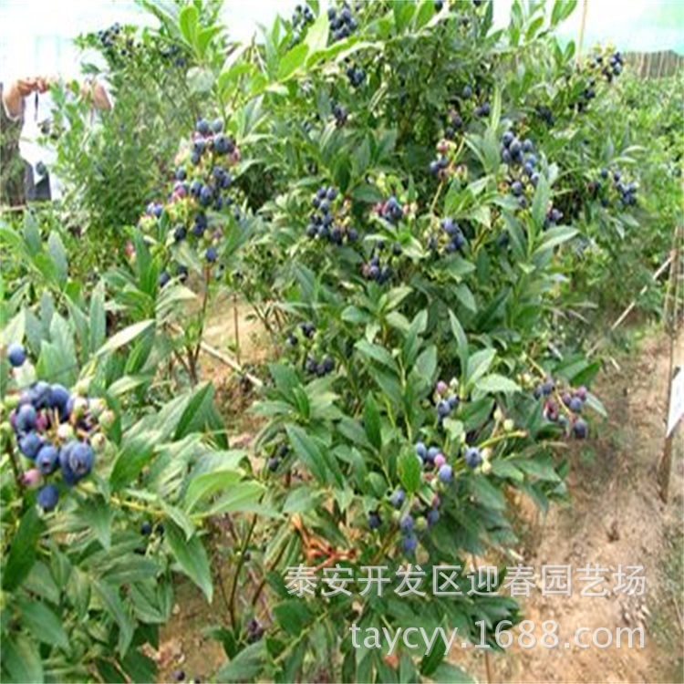苗圃出售三年兔眼蓝莓苗 薄雾蓝莓苗价格 盆栽蓝莓果树苗 蓝莓苗示例图5