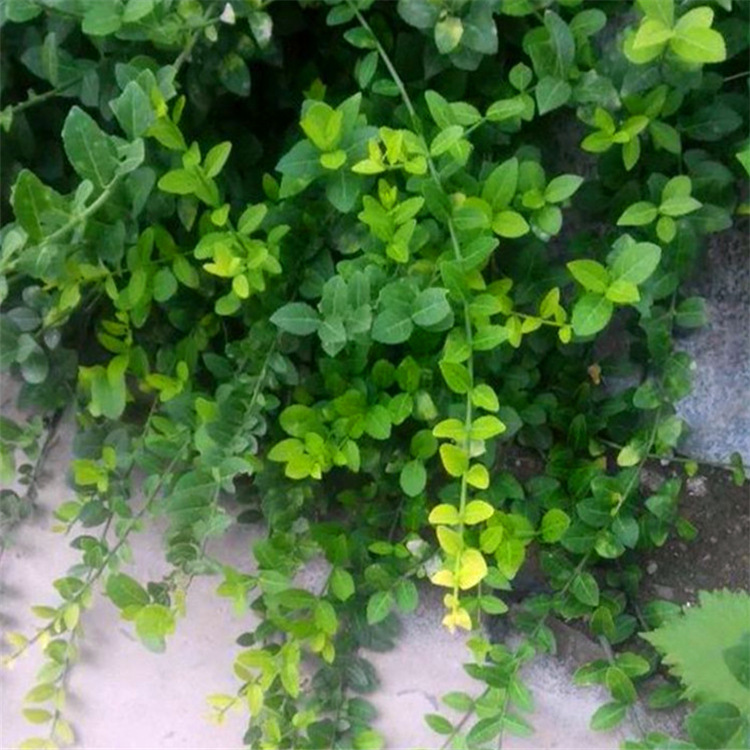 批发优质爬藤植物 小叶扶芳藤  攀缘植物 美化墙面 绿化绿篱示例图2