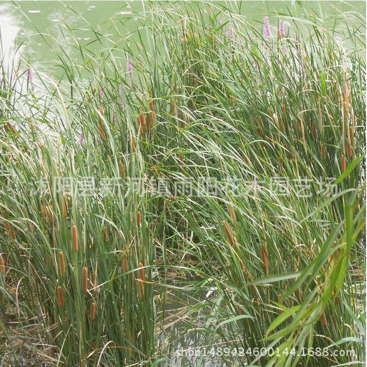 直销批发 香蒲根价格   水生花卉 净化水体 水生植物 荷塘绿化 香示例图8
