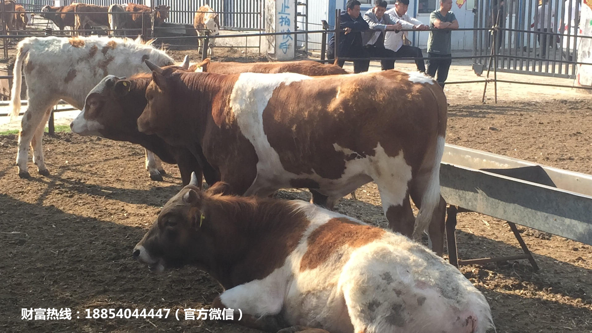 西门塔尔牛小牛犊养殖场，西门塔尔牛肉牛苗的价格 肉牛养殖示例图8