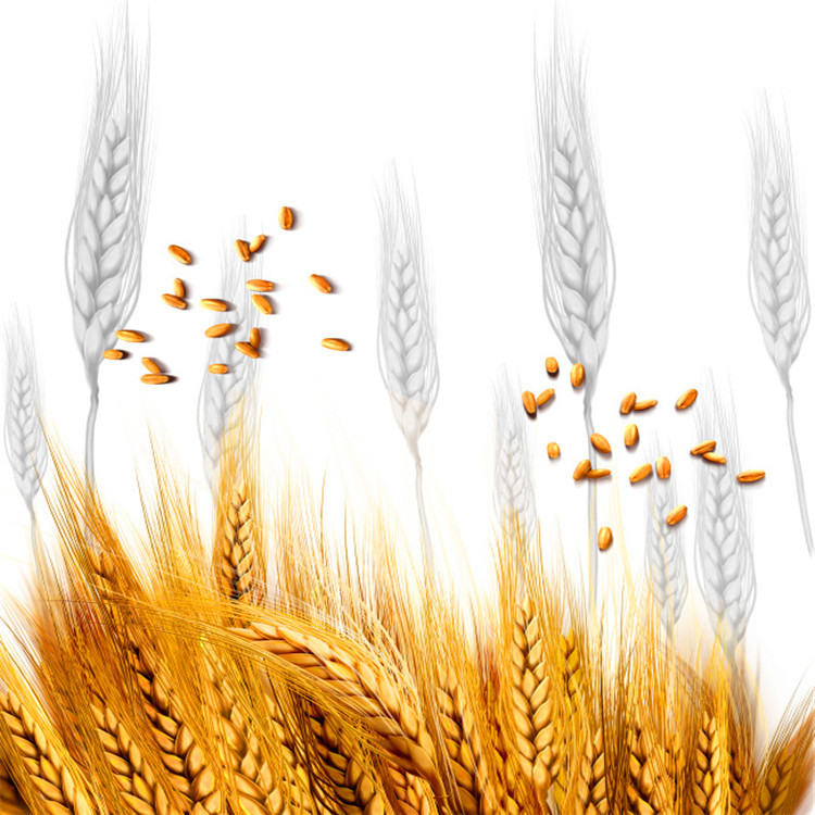 厂家批发大麦 特级带壳大麦 优质精选大麦米饲料农作物示例图5