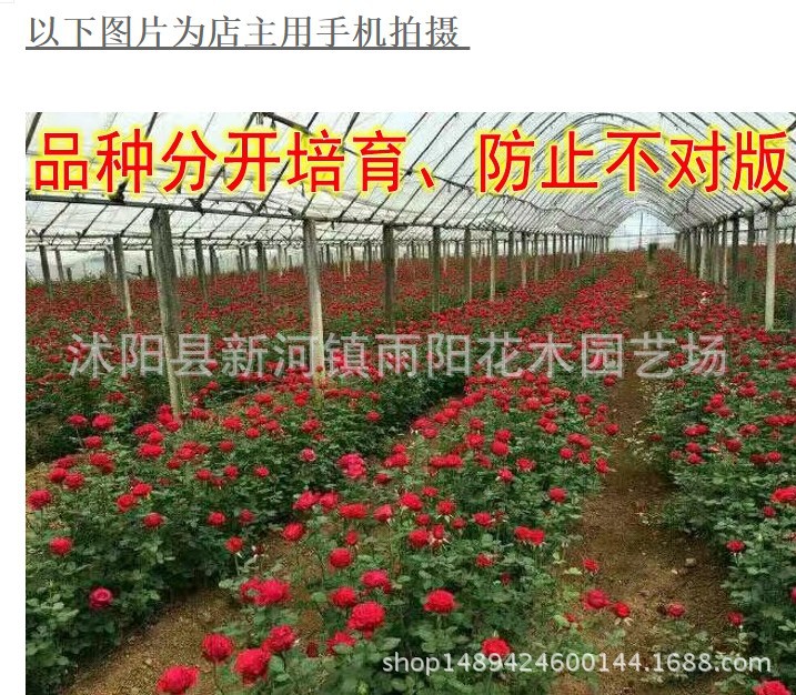 玫瑰花苗不含盆盆栽苗木花卉 送种植说明 法国红 玫瑰花苗示例图7