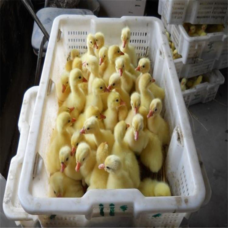 5万买几只鹅苗 土肥鹅苗养殖技术 土肥鹅苗 鼎荣 价格优