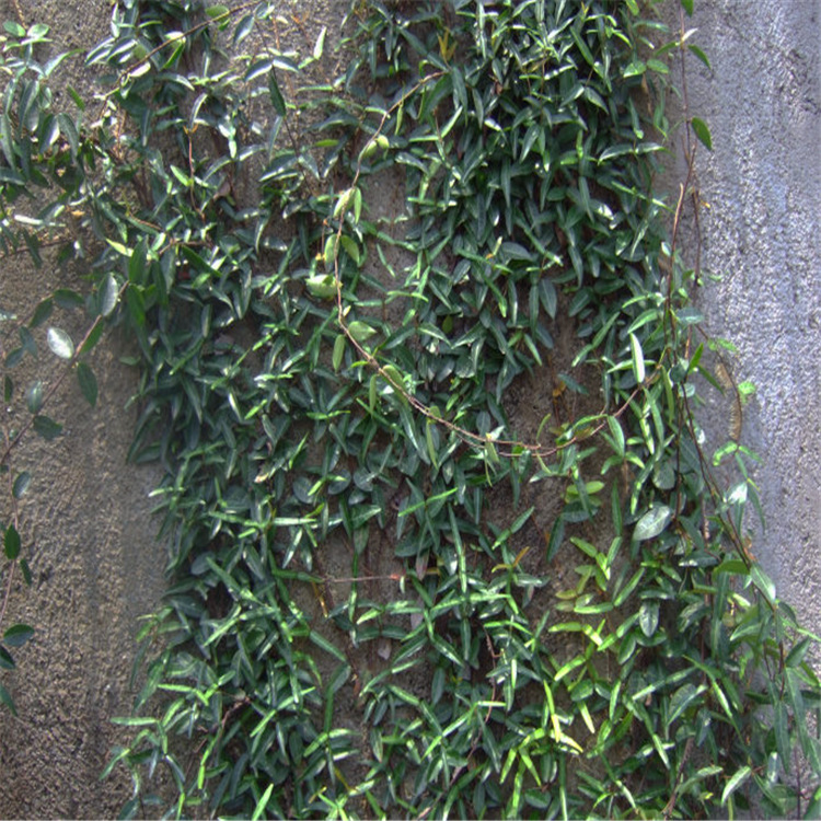 批发优质爬藤植物 小叶扶芳藤  攀缘植物 美化墙面 绿化绿篱示例图1