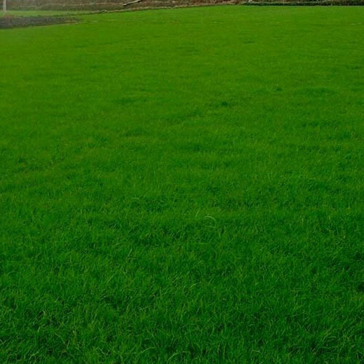 紫羊茅种子批发 工程绿化草坪种子 护坡地被 耐践踏 优质紫羊茅示例图10
