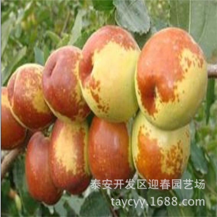 甜枣树品种 骏枣树 肉细脆嫩 盆栽冬恋枣树果树批发  嫁接枣树示例图2
