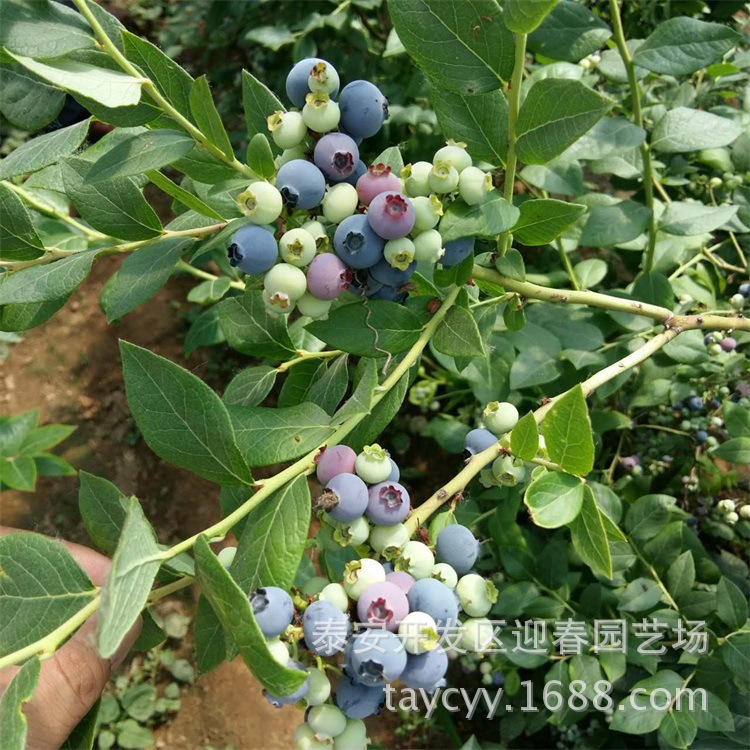 兔眼蓝莓树多少钱一棵  盆栽蓝莓树 蓝莓树价格 蓝莓树需要嫁接吗示例图3