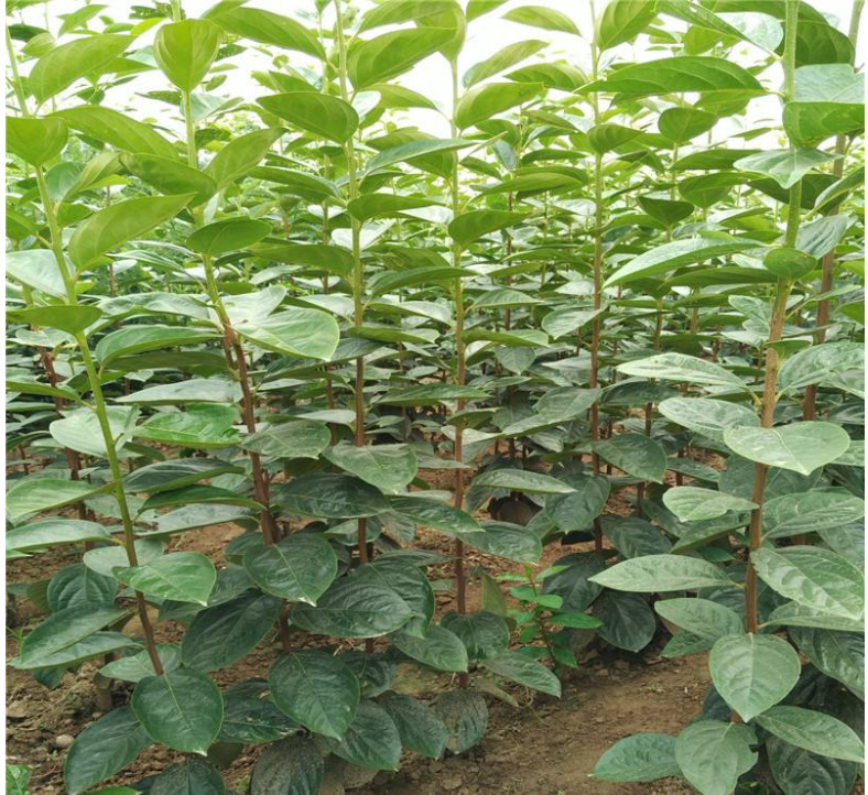 果树苗甜柿苗南北方种植阳台庭院四季苗当年结果正宗嫁接柿子树苗示例图8