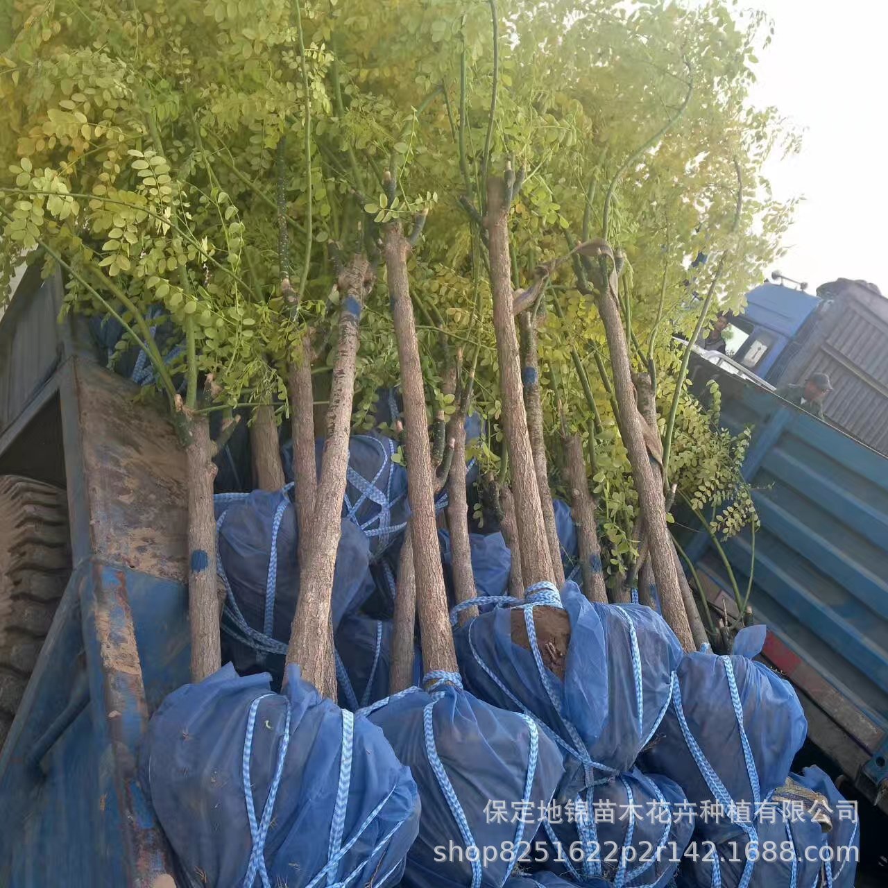 苗木厂家批发彩叶苗木金叶槐 高杆 矮杆金叶槐5-18公分  冠幅大示例图3