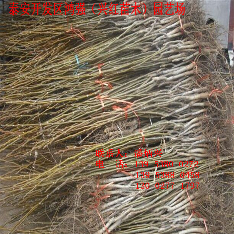QQ图片24