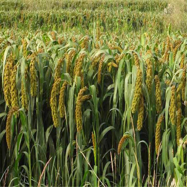 批发小米 小谷子种子 发芽率高 优质高产农作物 货源足 量大从优示例图8