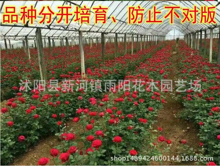 玫瑰花苗不含盆盆栽苗木花卉 送种植说明 法国红 玫瑰花苗示例图6