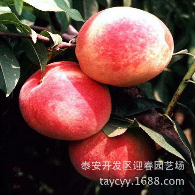 基地大量批发果树 中华油桃4号 已矮化 嫁接桃树 味甜 黄金蜜4号示例图8