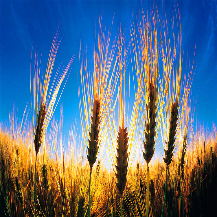 厂家批发大麦 特级带壳大麦 优质精选大麦米饲料农作物示例图10