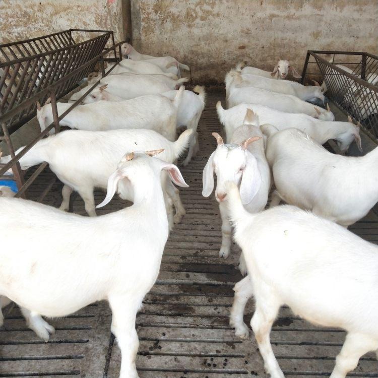 白山羊养殖场 美国白山羊 白山羊苗批发 怀孕白山羊