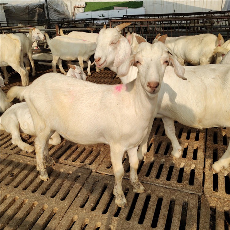 美国白山羊羊羔批发 纯种白山羊母羊 白山羊种价格 全国运输
