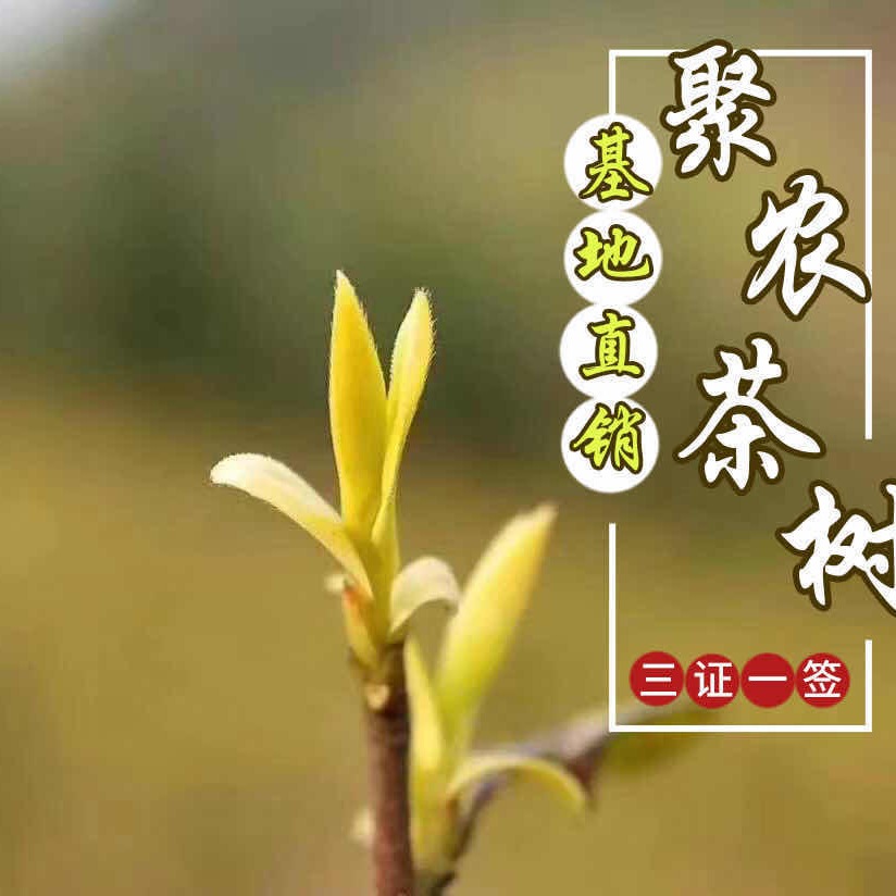 乌牛早茶苗厂家 乌牛早茶叶苗 聚农茶树直销 厂家批发茶苗 品种纯度99%
