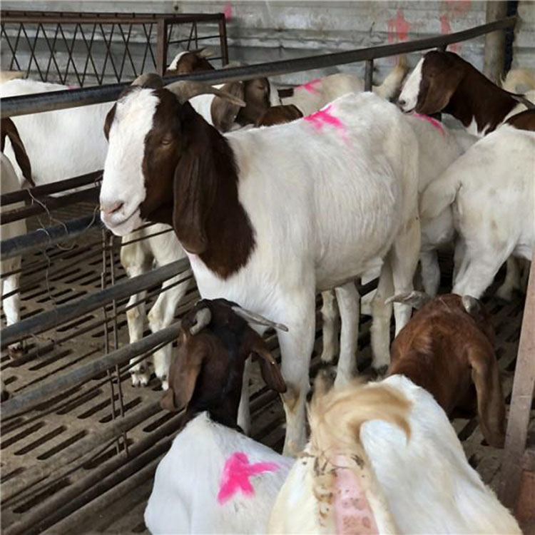 波尔山羊种羊养殖基地 养殖场供应波尔山羊 大量波尔山羊免费运输 现代 厂家直供