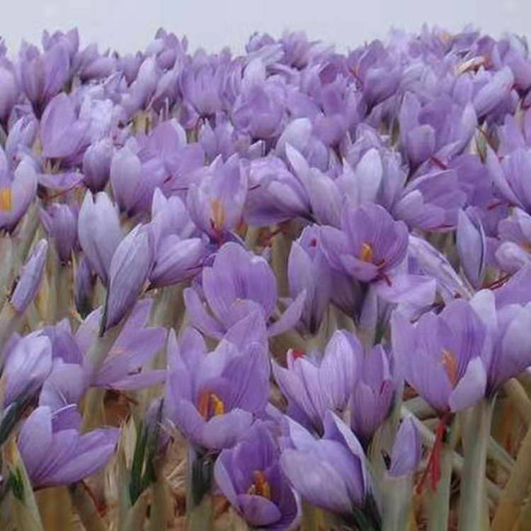 紫薇种子 紫藤种子 量大优惠 藏红花种球种子苗 供应藏红花种子种球茎 同创药材