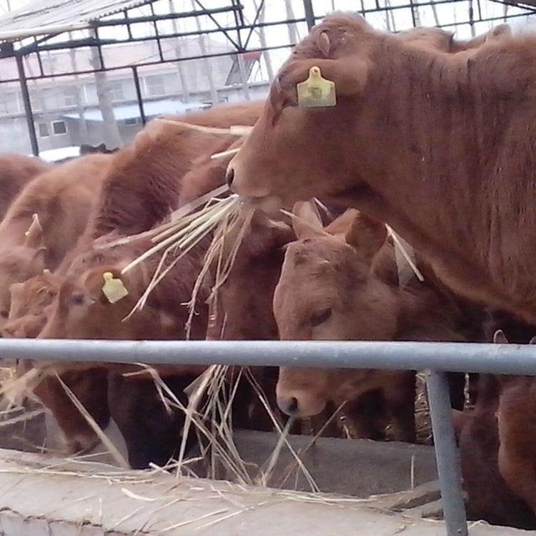厂家出售改良牛犊子 西门塔尔牛犊价格 牛犊子批发价格示例图4