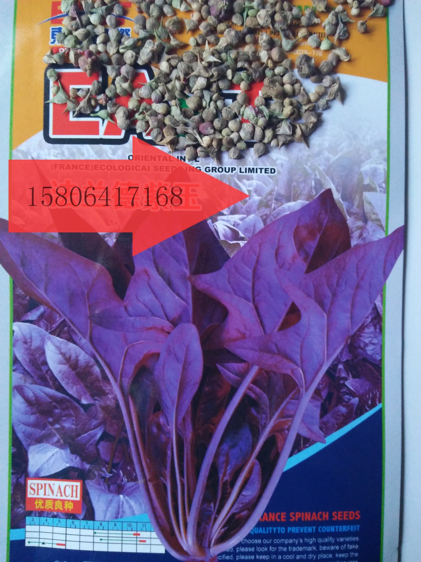 紫色菠菜种子 观赏营养蔬菜之佳品 济南蔬菜种子新品种示例图3
