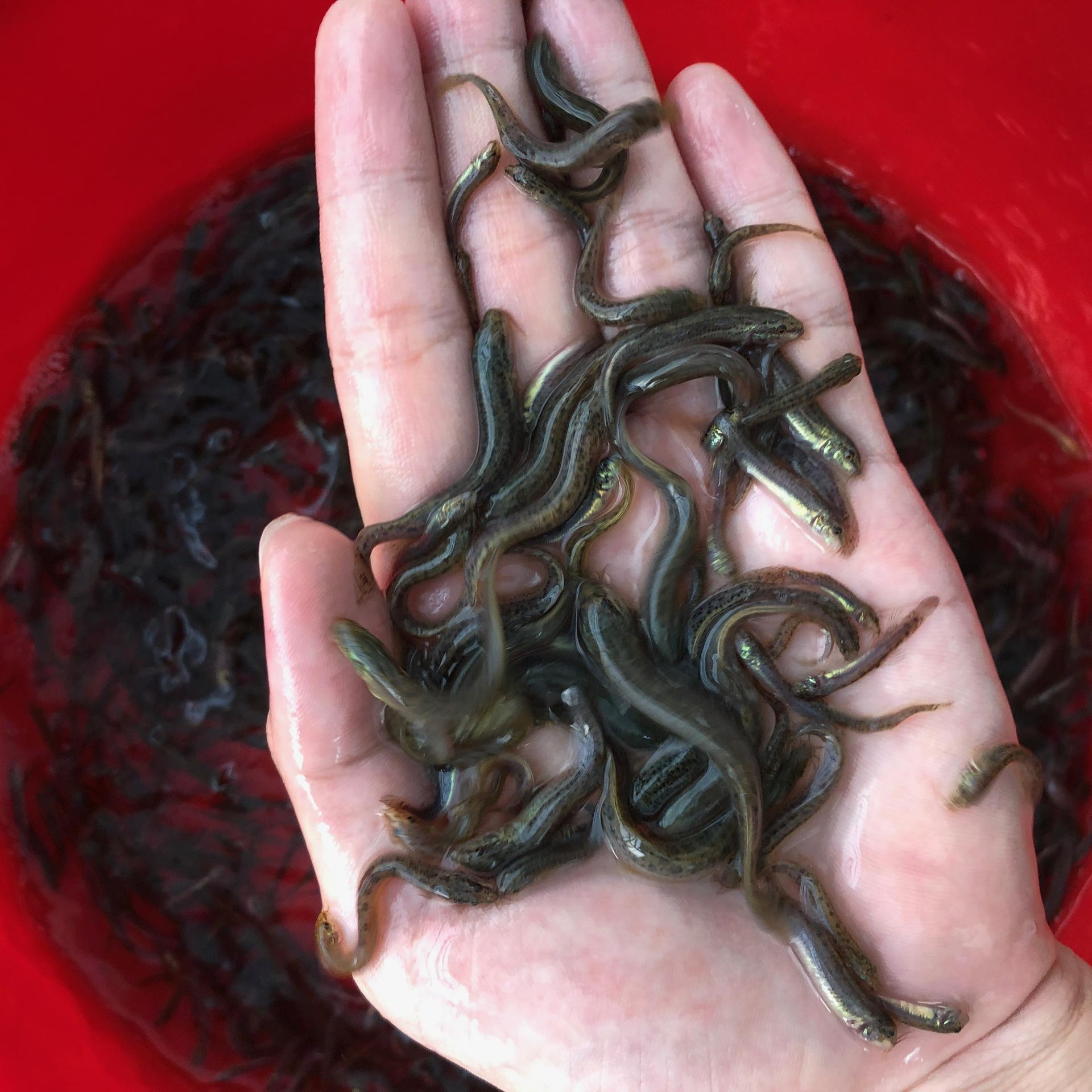 台湾泥鳅种苗图片