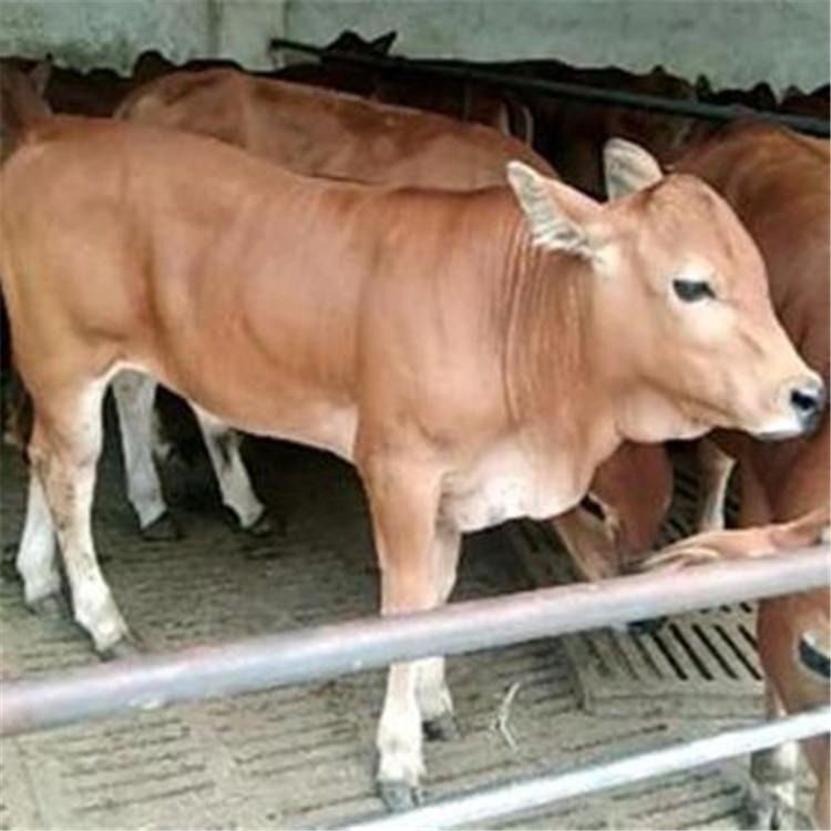 买鲁西黄牛-鲁西黄牛犊-种牛养殖场-鲁西黄牛犊-白牦牛-龙翔牧业图片