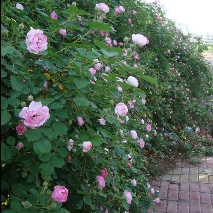 基地直销 各种藤本植物  优质爬墙梅红花蔷薇四季开花 爬墙蔷薇示例图6