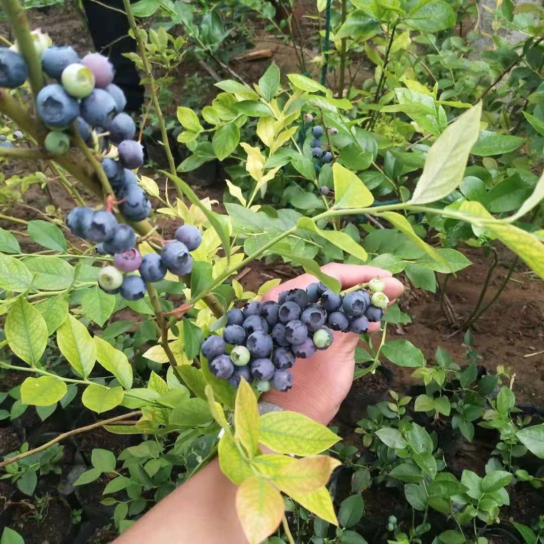 营养钵蓝莓苗批发 5年蓝莓苗当年结果 个头大薄雾蓝莓苗 组培蓝莓苗量大优惠 蓝莓苗种植管理技术