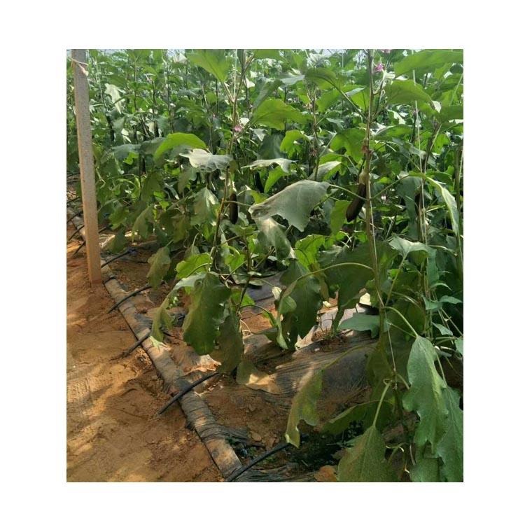 温室大棚滴灌茄子水肥一体化 茄子大棚滴灌技术水肥一体化图片
