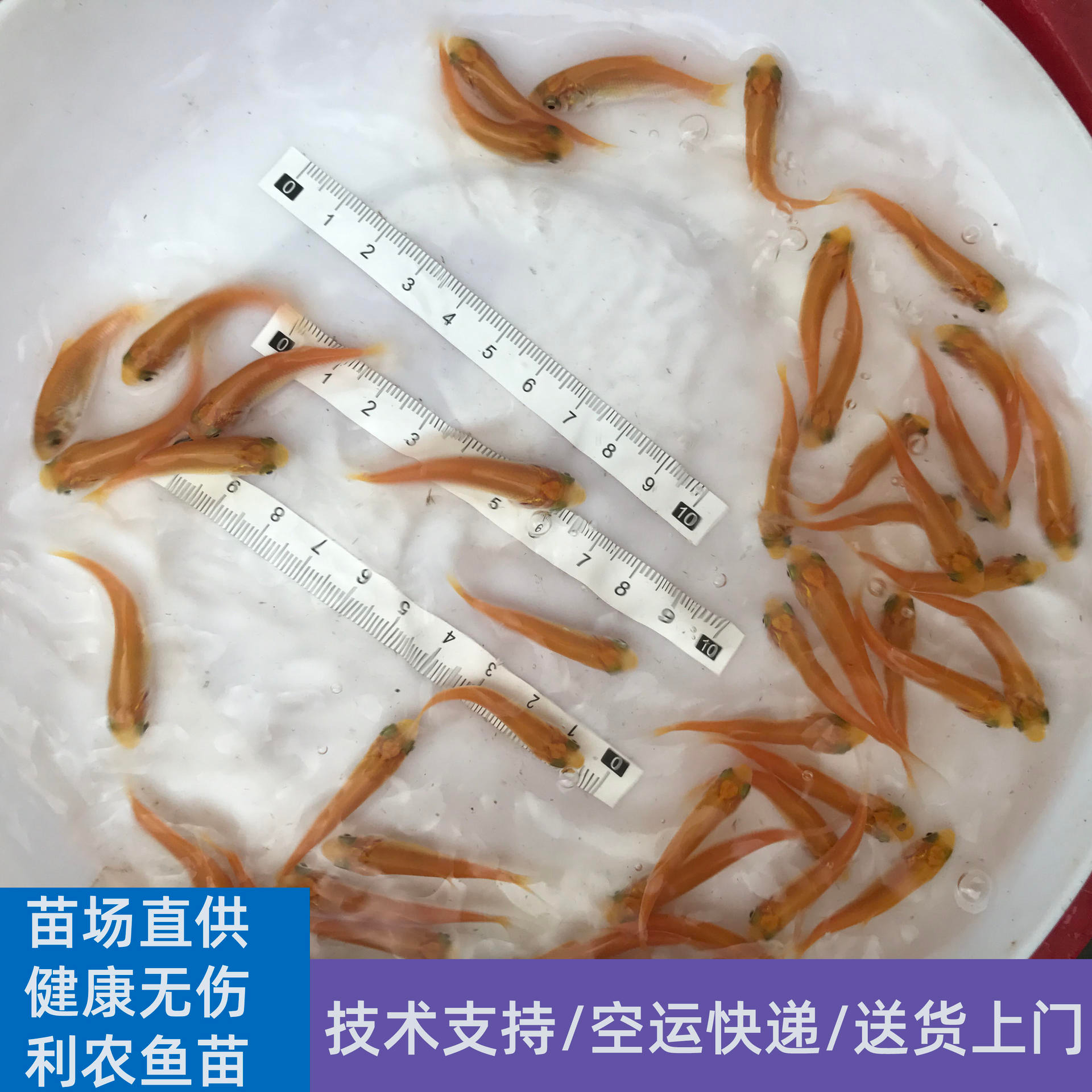 养殖支持 广东中山黑目金草鱼苗 4-5cm黄金草鱼苗大量上市 易养殖