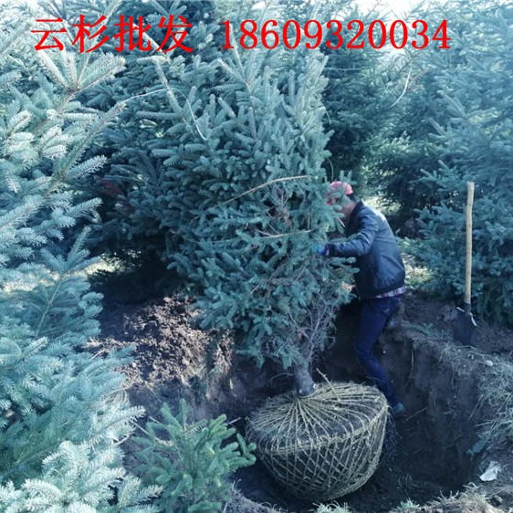 新疆2米3米4米5米云杉树苗-云杉批发价格