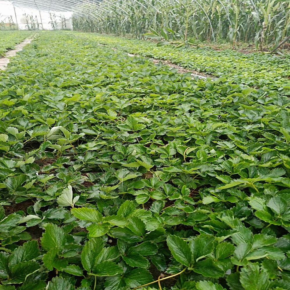 小白草莓苗种类齐全 小白草莓苗批发价格