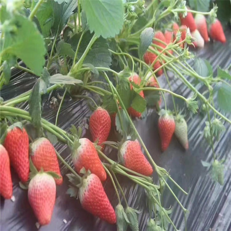 红颜草莓苗产量 红颜草莓苗种植批发基地 红颜草莓苗提供种植方法图片