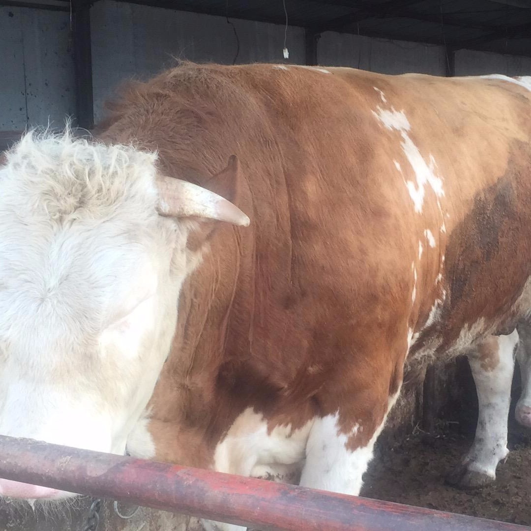 西门塔尔小牛犊养殖场 西门塔尔牛300斤价格 提供技术服务