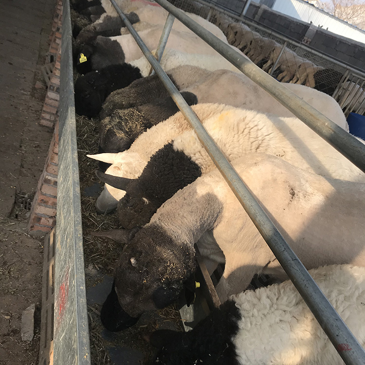 出售黑头杜泊绵羊 养殖场杜泊绵羊种羊 杜泊羊养殖基地 现代 品种好图片