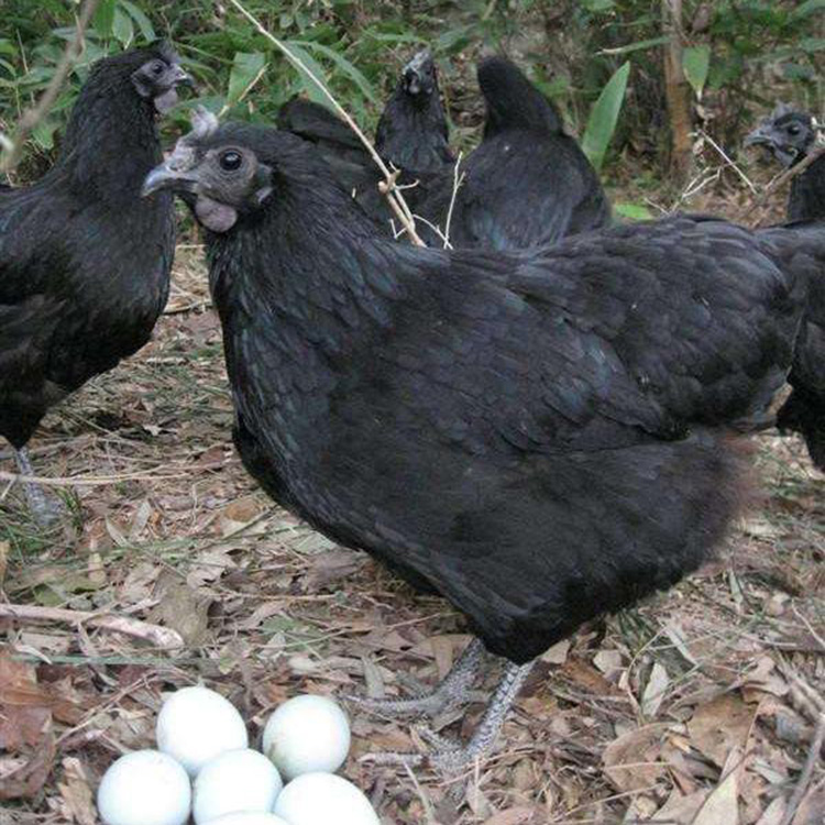 黄麻羽绿壳蛋鸡苗养殖 绿壳蛋鸡脱温鸡厂家 五黑绿壳蛋鸡 鼎荣 长期供应