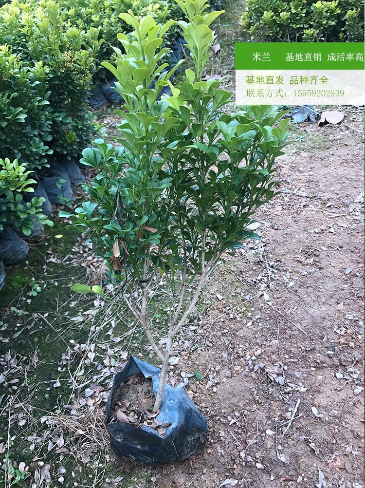米兰高度40厘米 带花的小盆栽枝叶绿米兰 城市道路观赏四季米兰示例图9