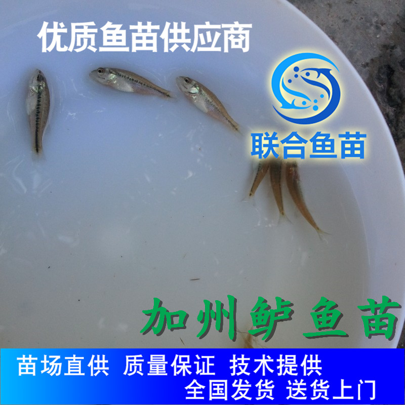 广州联合鱼苗 加州鲈鱼苗养殖技术指导 训化饲料鲈鱼苗品种保障