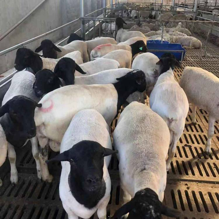 杜泊绵羊养殖基地 出售杜泊绵羊 杜泊羊养殖基地 现代 批发供应