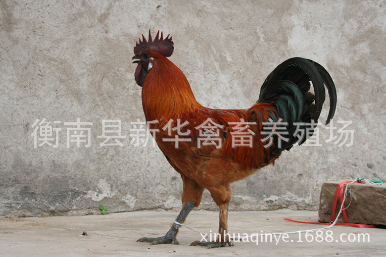 新华禽畜厂家直销大量供应优质黄羽青脚乌皮土鸡苗出壳苗混合苗示例图2