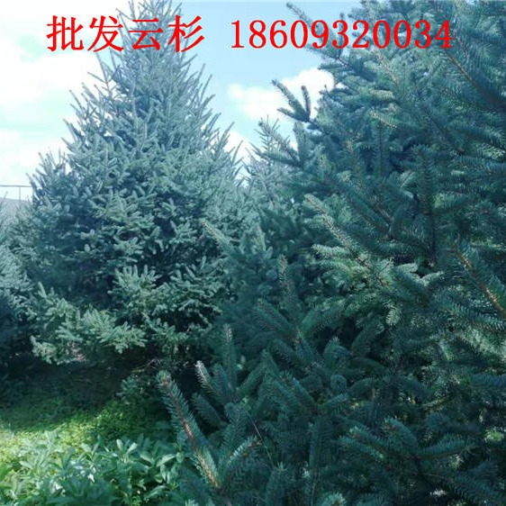 庆阳云杉树苗种植-平凉3米3.5米4米云杉批发价格