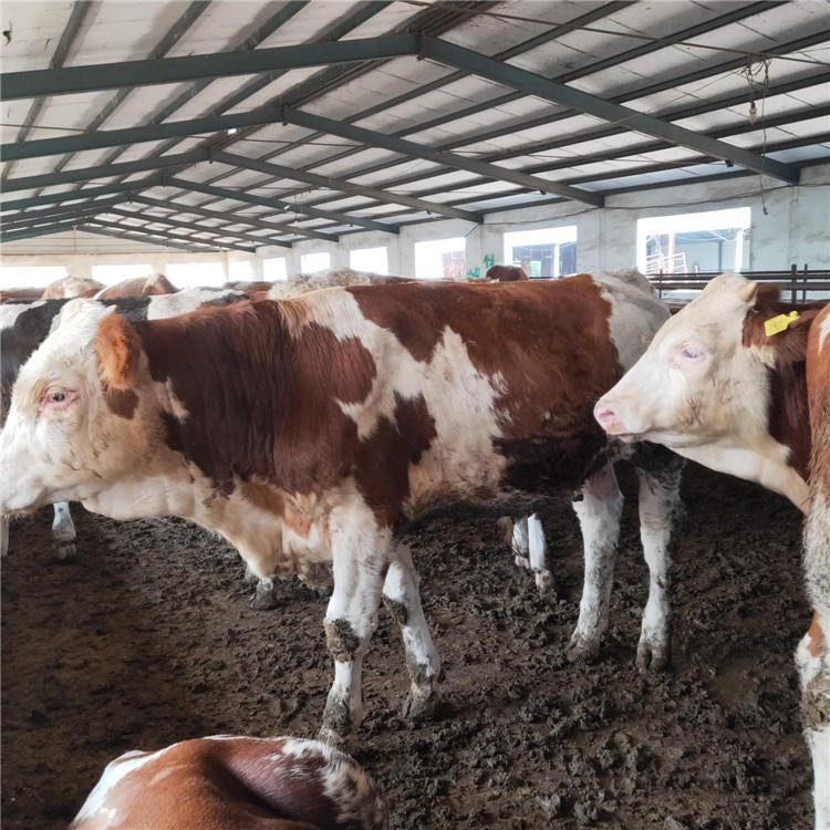 西门塔尔牛肉牛犊价格 龙翔 改良肉牛犊黄牛厂家供应 量大价优图片